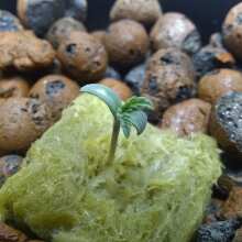 Review Image - Gorilla Feminised Seeds