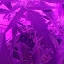 Überprüfen Sie das Bild - White Widow x Big Bud Auto Feminised Seeds