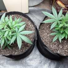 Review Image - 00 Cheese Feminised Seeds - 5