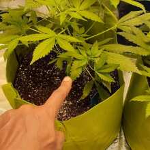 Review Image - Purple Lemonade Auto Feminised Seeds