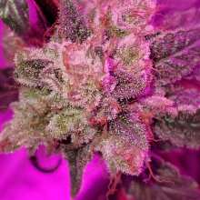 Review Image - Gelat.OG Feminised Seeds