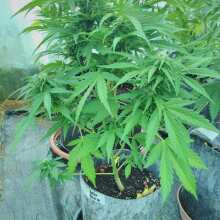 Review Image - Baby Boom Auto Feminised Seeds