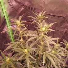 Review Image - Sweet Tooth Auto Feminised Seeds