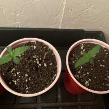 Review Image - HulkBerry Feminised Seeds