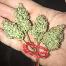 Review Image - Baby Boom Auto Feminised Seeds