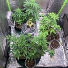 Überprüfen Sie das Bild - Purplediol CBD Auto Feminised Seeds