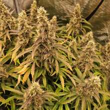 Review Image - Strawberry Cheesecake Auto Feminised Seeds - 5