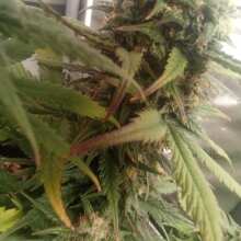 Review Image - Alaskan Purple Auto Feminised Seeds - 5