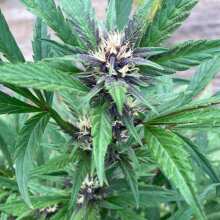 Review Image - C4 Auto Feminised Seeds - 3