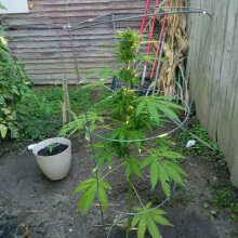 Review Image - ACE Mix Regular Seeds