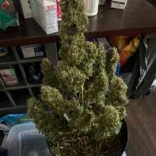 Review Image - Zkittlez Auto Feminised Seeds - 5