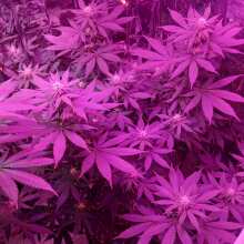 Review Image - Gorilla Feminised Seeds - 5