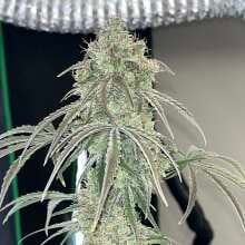 Review Image - Green Crack Auto Feminised Seeds - 5