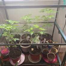 Image de révision - Original Skunk #1 Regular Seeds