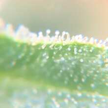 Image de révision - Alaskan Diesel Auto Feminised Seeds - 3