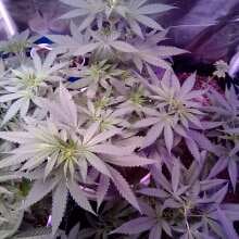 Image de révision - Amnesia FAST Feminised Seeds - 3