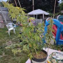 Review Image - White Widow XXL Auto Feminised Seeds - 1