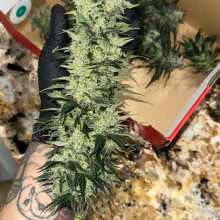 Review Image - Alaskan Bananaberry Auto Feminised Seeds