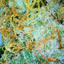 Review Image - Golden Pineapple S1 Feminised Seeds - 5