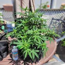 Review Image - Northern Lights Auto Feminised Seeds - 5