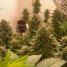 Review Image - Vanilla Latte Auto Feminised Seeds - 5