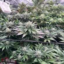 Review Image - White Widow Feminised Seeds - 5