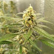 Review Image - Blue Dream Auto Feminised Seeds - 5