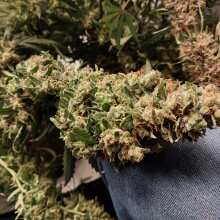 Review Image - Gorilla Zkittlez Auto Feminised Seeds - 3