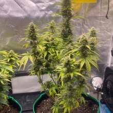 Review Image - LSD Auto Feminised Seeds - 3
