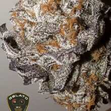 Image de révision - Gelato 41 BX Feminised Seeds