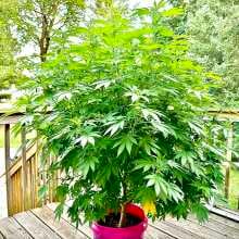 Review Image - Lemon Cherry Gelato RF3 Auto Feminized Seeds