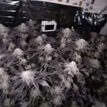 Image de révision - Gelato 41 BX Feminised Seeds