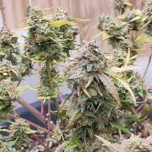 Review Image - Alaskan Bananaberry Auto Feminised Seeds