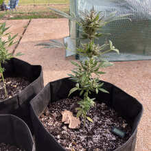 Review Image - Pineapple Express Auto Feminised Seeds - 3