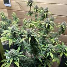 Review Image - Purple Lemonade Auto Feminised Seeds - 3
