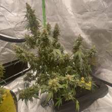 Review Image - Cherry Punch F1 Feminized Seeds