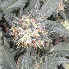 Review Image - Cali Critical Mass Feminised Seeds - 3