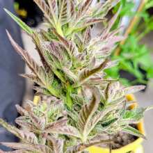 Review Image - Gorilla Jealousy F1 Feminised Seeds