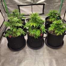 Image de révision - Purple Lemonade Auto Feminised Seeds