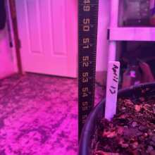 Review Image - Gorilla Glue Auto Feminised Seeds - 3