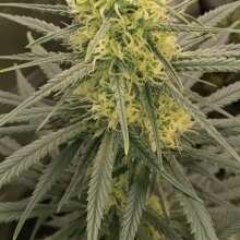Image de révision - Acapulco Gold Feminised Seeds - 10