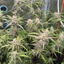 Überprüfen Sie das Bild - S.A.D. Auto Feminised Seeds - 3