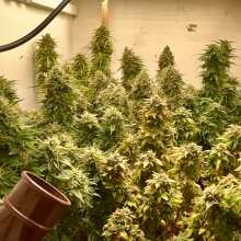 Review Image - Vanilla Latte Auto Feminised Seeds - 5