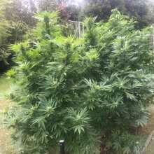 Überprüfen Sie das Bild