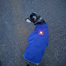 Review Image - Koldpwoof Heated Dog Vest Blue / S / B22A