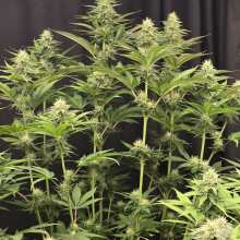 Review Image - All Gas OG Feminised Seeds - 5