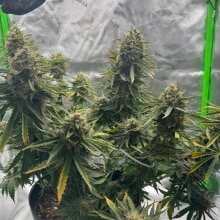 Image de révision - Mimosa x Orange Punch Auto Feminised Seeds - 1