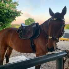 Beoordelingsafbeelding - F.R.A. Hackamore Imperial Softleder Zรผgel Havanna XXWarmblut