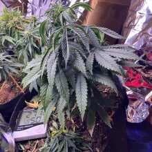 Image de révision - The White OG Feminised Seeds - 3