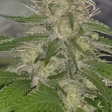 Review Image - Alaskan Diesel Auto Feminised Seeds - 3